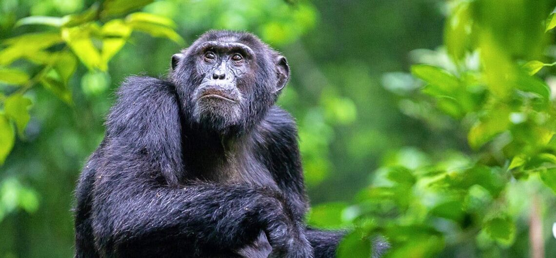 chimpanzee-uganda-1140x530